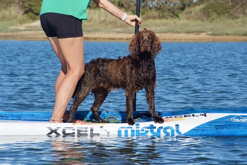 Paddleboarding with Your Dog